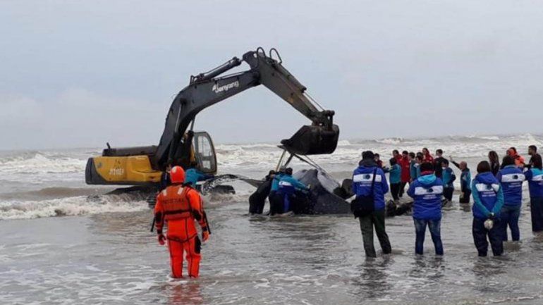 Intenso trabajo para rescatar una ballena encallada en Mar del Tuyú