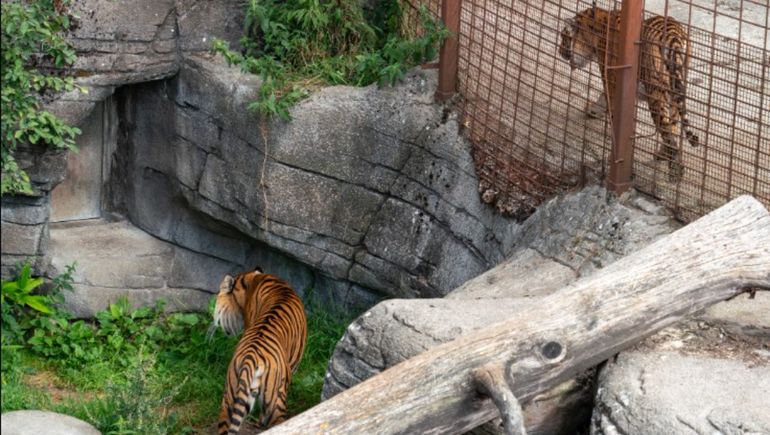 Un zoológico de Dinamarca acepta mascotas como donaciones para alimentar depredadores.