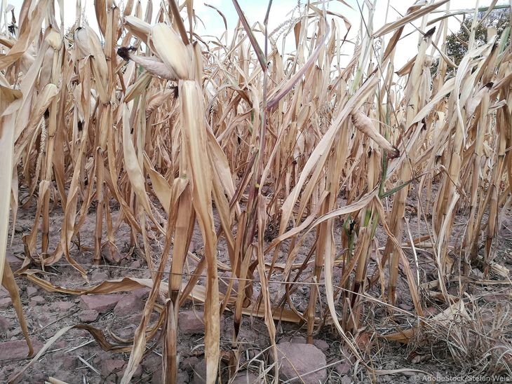 Entre los ejemplos de plantas obtenidas mediante NGT se incluyen el trigo bajo en gluten, las papas resistentes a patógenos y el maíz tolerante a la sequía. Entre los ejemplos de plantas obtenidas mediante NGT se incluyen el trigo bajo en gluten, las papas resistentes a patógenos y el maíz tolerante a la sequía.