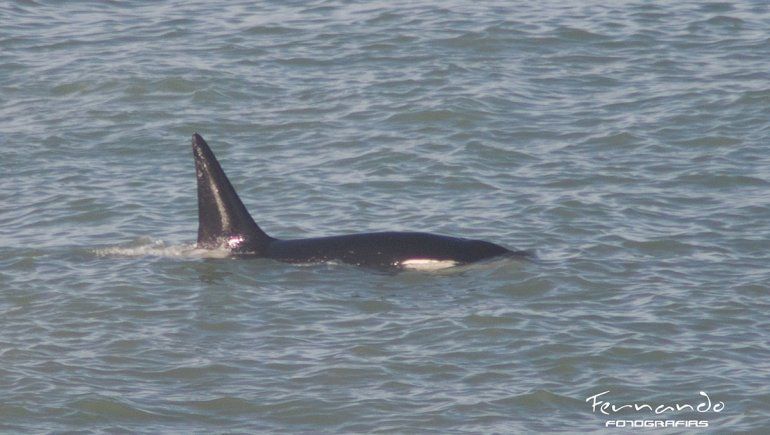 Llegaron orcas a la costa rionegrina y dieron todo un espectáculo