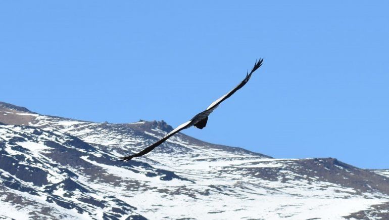 Se recuperó el cóndor caído en Chos Malal y fue liberado