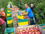 Una buena cosecha de manzanas se espera, en general, en todo el norte de Europa.