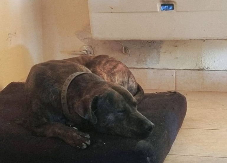 Marmolito junto al tiro balanceado, en su nuevo hogar de Comodoro Rivadavia. Marmolito junto al tiro balanceado, en su nuevo hogar de Comodoro Rivadavia.