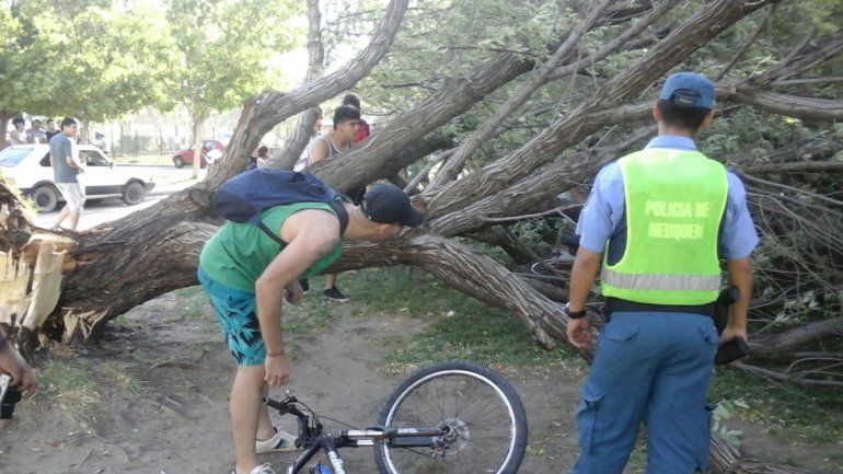 Temporal en Neuquén: el viento tiró árboles que aplastaron varias motos cerca del Limay