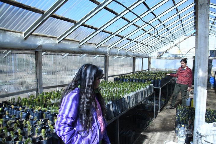 Se han plantado más de 30.000 plantas nativas producidas por una red de viveros locales. Foto: gentileza. Se han plantado más de 30.000 plantas nativas producidas por una red de viveros locales. Foto: gentileza.
