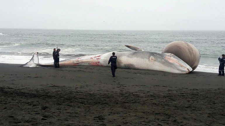Se trataba de una ballena sei de 15 metros de largo y 15 toneladas.