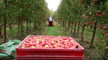 Desafíos cotidianos. Entre el alto costo de la energía y la falta de conectividad rural, los productores de la región reclaman infraestructura básica y financiamiento acorde a los tiempos biológicos de la fruticultura. | LM Neuquen Desafíos cotidianos. Entre el alto costo de la energía y la falta de conectividad rural, los productores de la región reclaman infraestructura básica y financiamiento acorde a los tiempos biológicos de la fruticultura.
