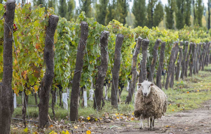 Los beneficios ambientales también son parte central del uso de ovejas en viñedos. Los beneficios ambientales también son parte central del uso de ovejas en viñedos.