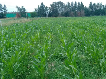 Este proyecto promueve un modelo sostenible de producción agropecuaria 