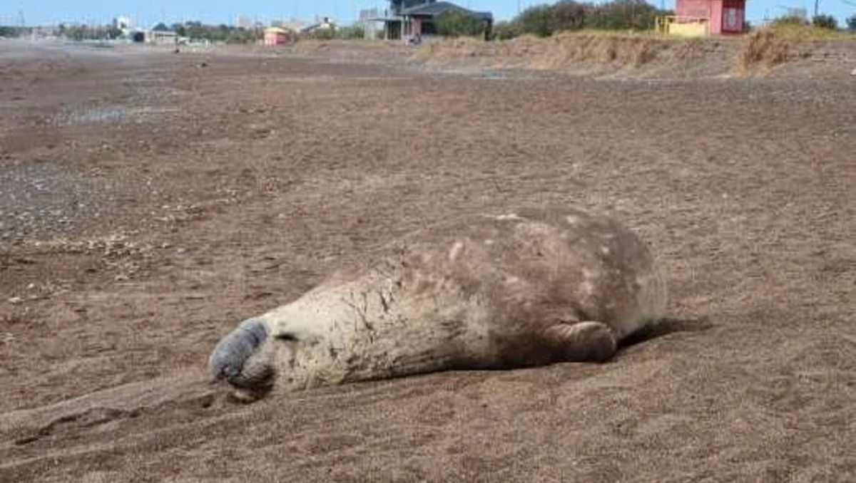 Una elefanta marina descansa en Playa Unión, Chubut.