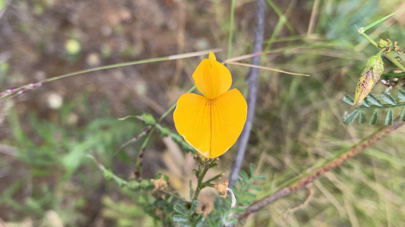 Este arbusto se encuentra distribuido en las provincias de Neuquén, Chubut, Santa Cruz y Tierra del Fuego.. Foto: inaturalist.org