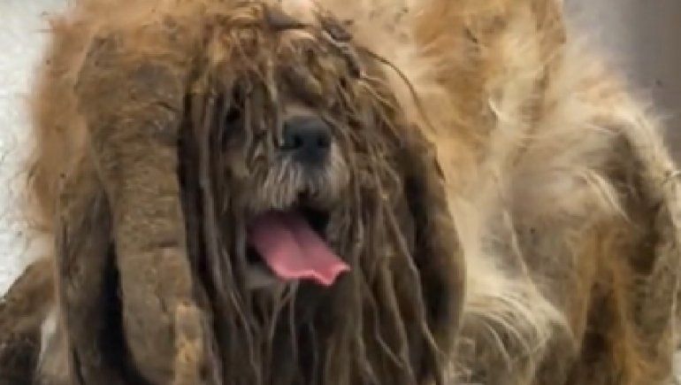 TikTok: así ayudaron a cambiar la vida de un perrito