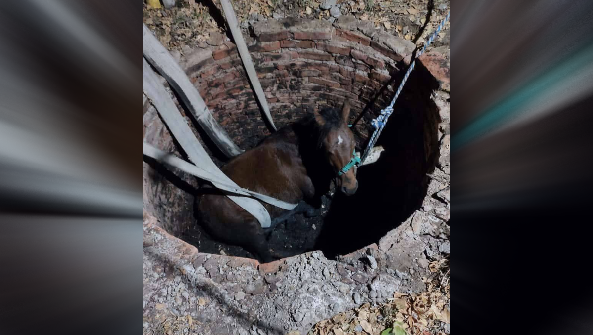 Insólito operativo: rescataron a un caballo de un pozo ciego