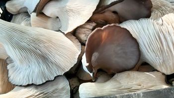 El Centro PyME-ADENEU dictará un curso presencial sobre la producción de gírgolas sobre sustrato. | LM Neuquen El Centro PyME-ADENEU dictará un curso presencial sobre la producción de gírgolas sobre sustrato.