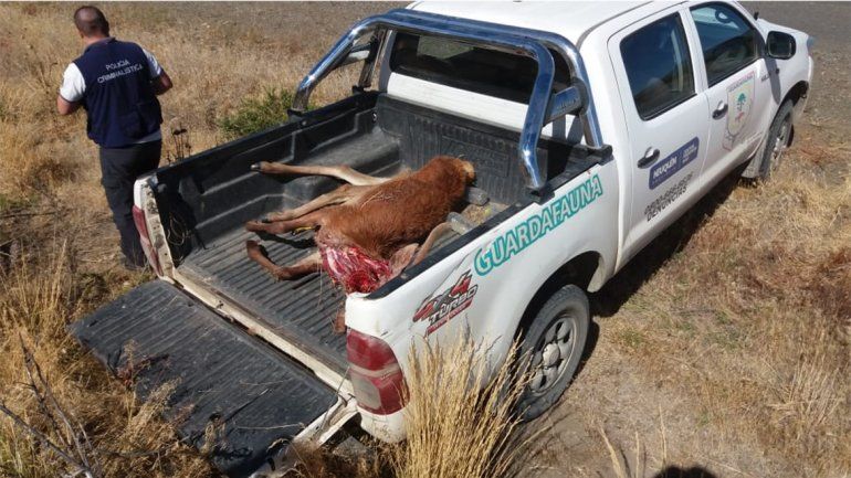 Dos militares faenaron un ciervo y se dieron a la fuga