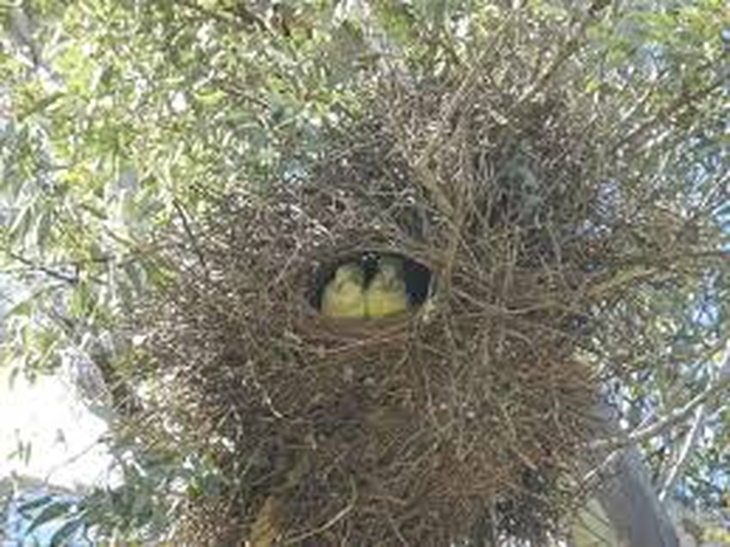 La pérdida del hábitat natural y el cambio en el uso del suelo obligan a estas aves a buscar seguridad en las estructuras urbanas de la Patagonia. La pérdida del hábitat natural y el cambio en el uso del suelo obligan a estas aves a buscar seguridad en las estructuras urbanas de la Patagonia.