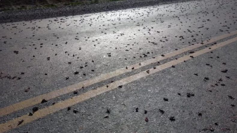 Tucura Sapo, una plaga que se expande por la Patagonia y que genera alerta en toda la región. | LM Neuquen Tucura Sapo, una plaga que se expande por la Patagonia y que genera alerta en toda la región.