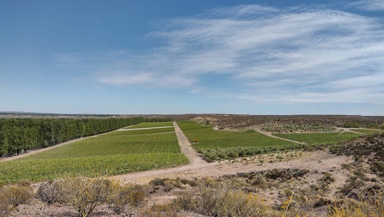 Cuáles son los 10 mejores malbec de la Patagonia