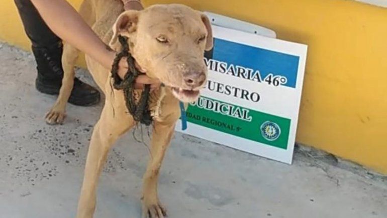 Aberrante: ató a un perro a su auto con un alambre y lo arrastró por la calle