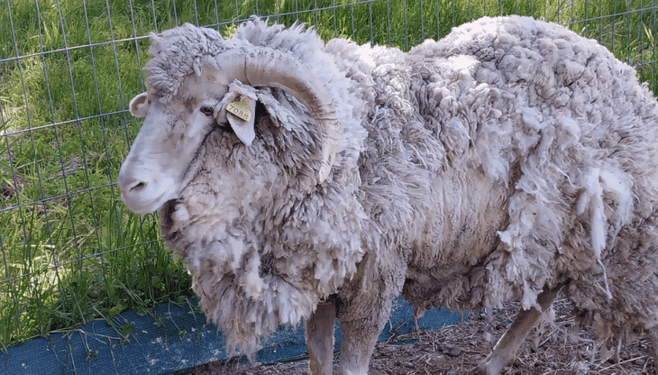 Productores deberán aplicar baños antisárnicos, cumplir cuarentenas y notificar cualquier sospecha para contener el avance del parásito.