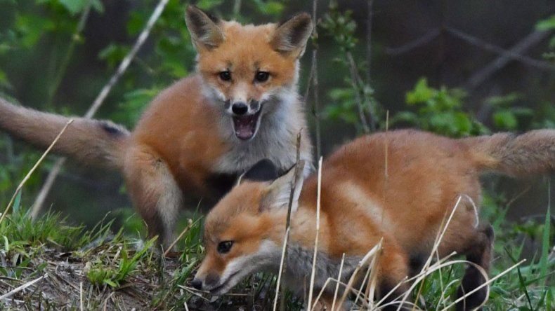 Pronostican infecciones en animales salvajes