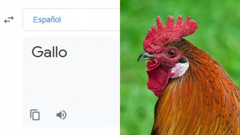 El traductor de Google y su inexplicable pronunciación de gallo