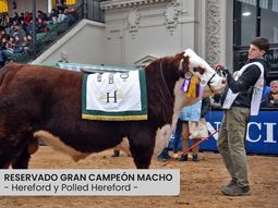 El ejemplar reproductor Hereford, nacido y criado en Río Negro, resultó Reservado de Gran Campeón en la 135° Exposición.