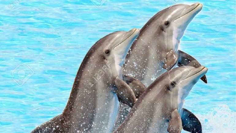 La marea roja ya mató a más de 170 delfines en Florida