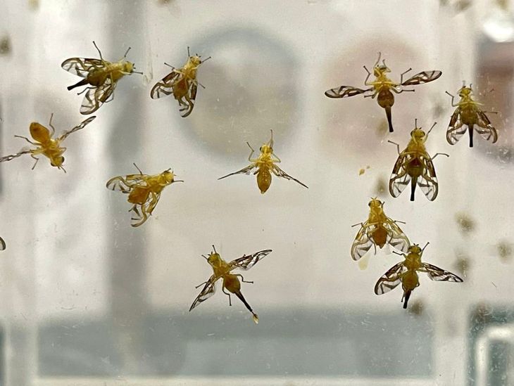 Mosca de los frutos estériles, listas para ser dispersadas en las zonas productivas.