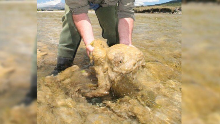 Preocupación por un alga invasora que se expande por los ríos neuquinos