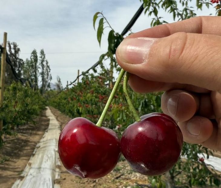 Hoy el 35% de las explotaciones aún no alcanza su plena producción, lo que anticipa más volumen y mayor presión si no se recortan al menos 25.000 hectáreas.