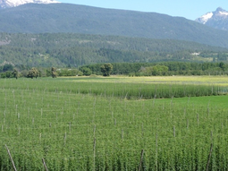 El 77% del lúpulo que se produce en Argentina se genera en ciudades y parajes rurales de la Comarca Andina del Paralelo 42, de la que El Bolsón es la punta de lanza de otras como Lago Puelo, El Hoyo o Epuyén. El 77% del lúpulo que se produce en Argentina se genera en ciudades y parajes rurales de la Comarca Andina del Paralelo 42, de la que El Bolsón es la punta de lanza de otras como Lago Puelo, El Hoyo o Epuyén.