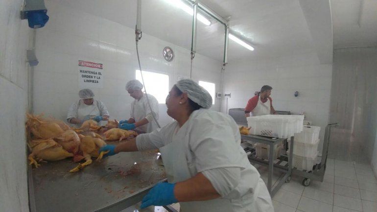 Enseñan a criar pollos como una salida laboral rápida