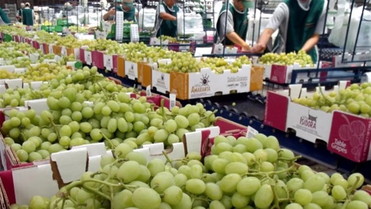 La campaña 2025/26 consolidará el liderazgo peruano en el comercio internacional de uvas de mesa, con mayor presencia en Estados Unidos y Latinoamérica y una creciente brecha respecto de Chile. La campaña 2025/26 consolidará el liderazgo peruano en el comercio internacional de uvas de mesa, con mayor presencia en Estados Unidos y Latinoamérica y una creciente brecha respecto de Chile.