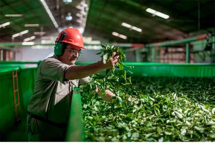 Aunque todavía es un mercado incipiente, China ya figura entre los destinos emergentes de la yerba mate argentina, impulsada por nuevas tendencias de consumo saludable. Aunque todavía es un mercado incipiente, China ya figura entre los destinos emergentes de la yerba mate argentina, impulsada por nuevas tendencias de consumo saludable.