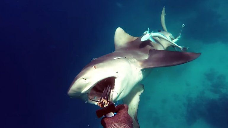 Un pescador fue sorprendido por un tiburón y se salvó de milagro