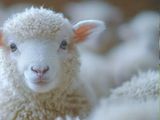 Un diagnóstico inesperado en el país puso en alerta al agro y activó protocolos de control epidemiológico.