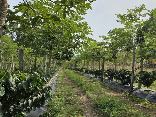 Proyectan la primera cosecha de café para el 2027.