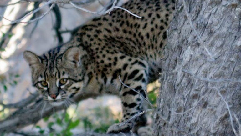 Encontraron cuero de gato montés en un allanamiento en Neuquén y declararon el alerta por caza ilegal