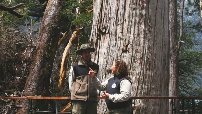 El Alerce Abuelo en el Parque Nacional Los Alerces