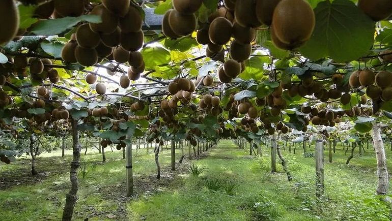 En Nueva Zelanda, un joven argentino juntó millones recogiendo kiwis. En Nueva Zelanda, un joven argentino juntó millones recogiendo kiwis.