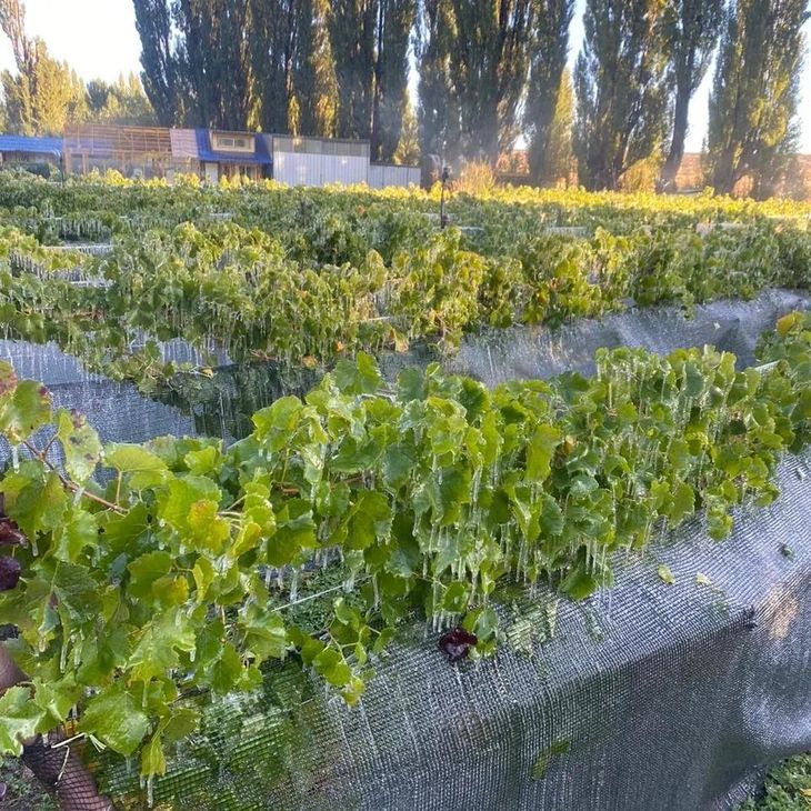 El desafío de la producción extrema. Foto: gentileza Viñas de Huancache. El desafío de la producción extrema. Foto: gentileza Viñas de Huancache.