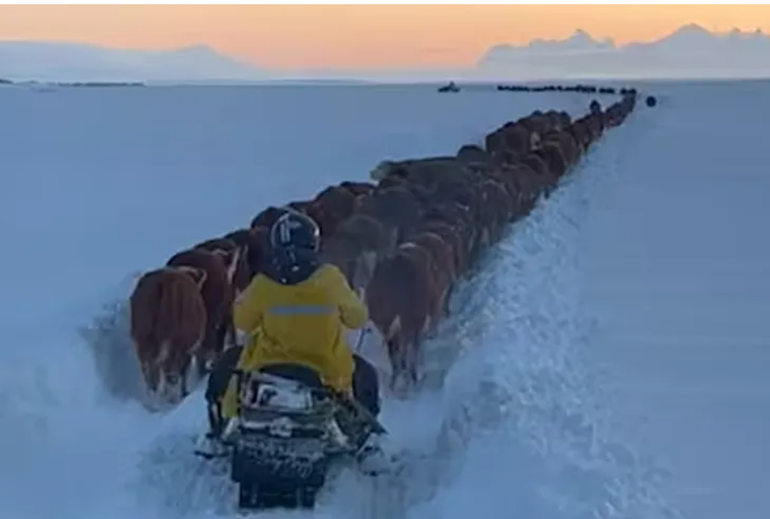 Vacas Hereford en el crudo invierno patagónico de este 2024. Vacas Hereford en el crudo invierno patagónico de este 2024.