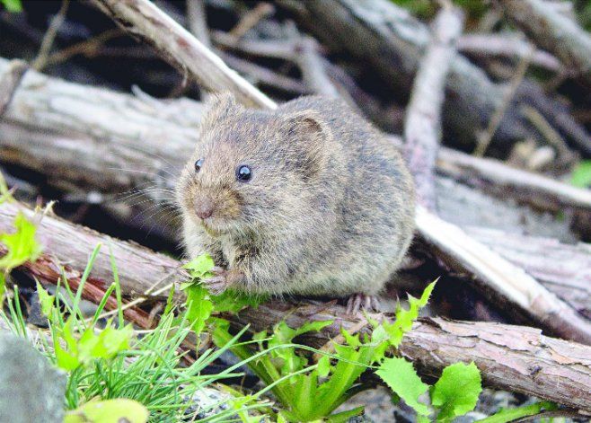 Chubut: el ratón colilargo patagónico es el transmisor del hantavirus.