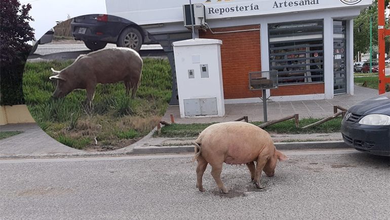 Cipolletti: otra vez, una chancha suelta en el Parque Norte