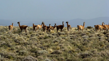 los guanacos, una especie en recuperacion en neuquen: hay 20 mil en toda la provincia los guanacos, una especie en recuperacion en neuquen: hay 20 mil en toda la provincia