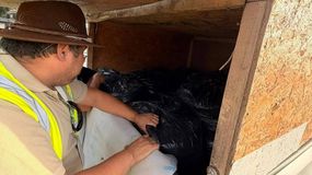 Desde el 7 de marzo al 20 de abril será la temporada de recolección de piñones. | LM Neuquen Desde el 7 de marzo al 20 de abril será la temporada de recolección de piñones.