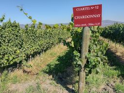 12 chardonnay para beber este otono