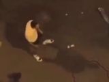 Salieron al boliche a festejar la victoria