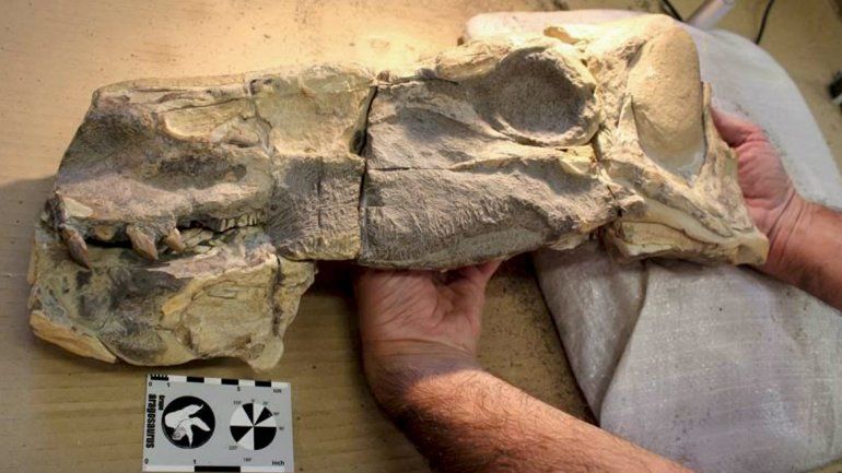 Hallaron restos de un dinosaurio herbívoro en Zapala